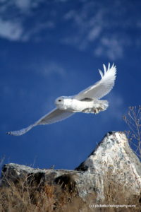 A snowy owl flies over a rock.